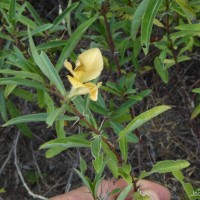 Barleria sp.